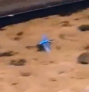 VID_20250203_225315_624_exported_2965 (1)